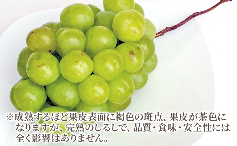 ぶどう 2026年 先行予約 瀬戸 ジャイアンツ 2房（1房480g以上）約1kg 化粧箱入り ブドウ 葡萄  岡山県産 国産 フルーツ 果物 ギフト 薄皮 皮ごと 高糖度 酸味控えめ 甘酸っぱい 