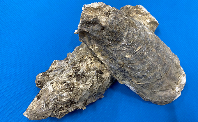 かきがら石灰 5kg 天然牡蠣殻使用 家庭菜園 ガーデニング 園芸 肥料 天然 石灰肥料 園芸用品 ガーデニング用品 プランター栽培 牡蠣殻 石灰 マグネシウム ミネラル 宮城 宮城県 岩沼市