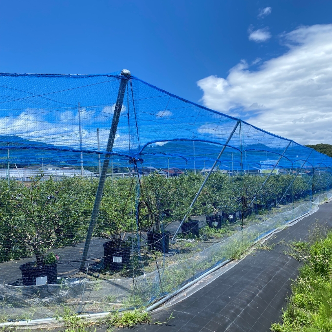 京都 天橋立産 冷凍 ブルーベリー 1kg（500g×2パック）（生食用）