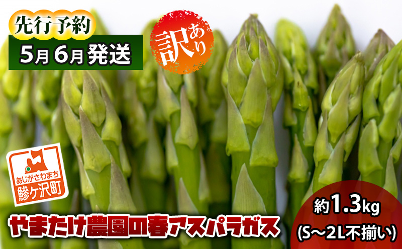 yX˃򒬁zAXpKX s\ tAXpKX 1.3kg S`2L 󂠂 s ܂_ KiO AXp O[AXp  t t { ǂ Yn 2026N 2026 \ X ① ①z 56