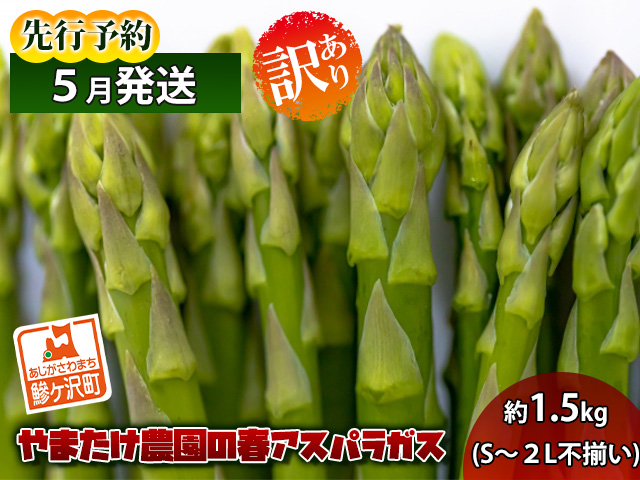 アスパラガス 先行予約 春アスパラガス 約1.3kg S～2L 訳あり 不揃い やまたけ農園 規格外 アスパラ グリーンアスパラ 野菜 春野菜 春 旬 朝どれ 産地直送 2026年 2026 予約 青森 冷蔵 冷蔵配送 5月6月発送