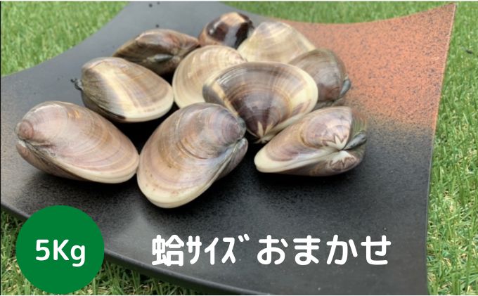 【千葉県九十九里町】地元漁師が厳選!”天然蛤”ご注文時お勧めサイズお任せセット5kg入り 海鮮 魚介類 魚貝類 貝 はまぐり たっぷり 5kg
