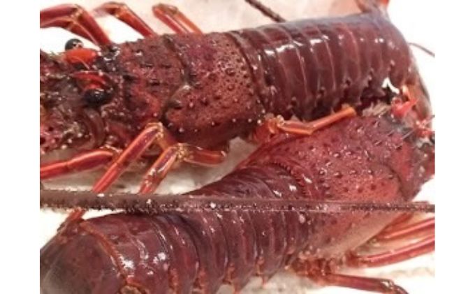 漁師が選ぶ爆漁セット（伊勢海老、天然蛤大）冷凍 海鮮 魚貝類 魚介類 イセエビ はまぐり BBQ バーベキュー 海の幸 産地直送 