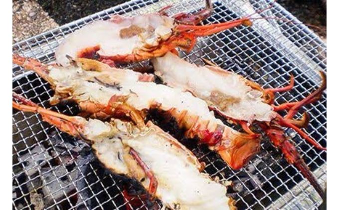 漁師が選ぶ爆漁セット（伊勢海老、天然蛤大）冷凍 海鮮 魚貝類 魚介類 イセエビ はまぐり BBQ バーベキュー 海の幸 産地直送 