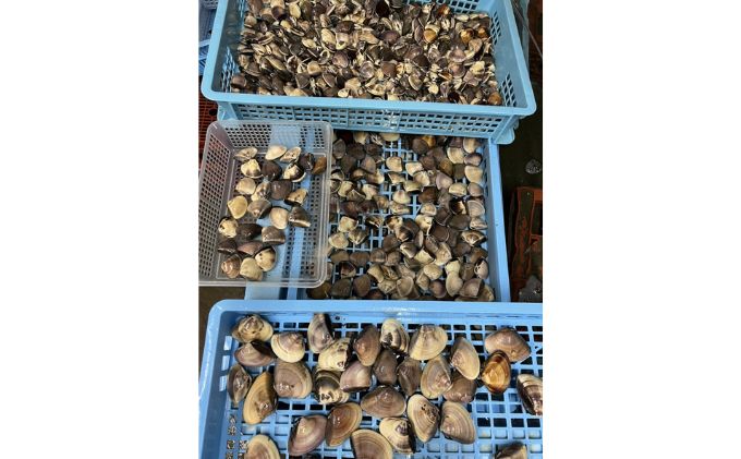 地元漁師が厳選！”天然蛤”ご注文時お勧めサイズお任せセット5kg入り 海鮮 魚介類 魚貝類 貝 はまぐり たっぷり 5kg 