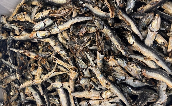 中華そばやまさだの[煮干し出汁やまさだセット] 麺類 ラーメン 