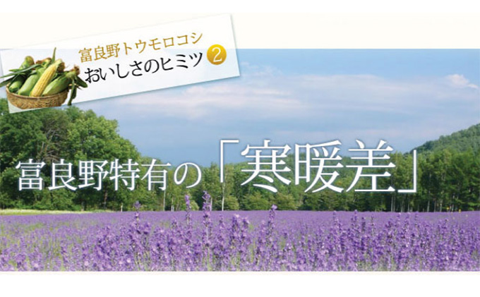 【2026年夏発送】とうもろこし 2種類セット 10本入 生で食べれる ピュアホワイト＆恵味