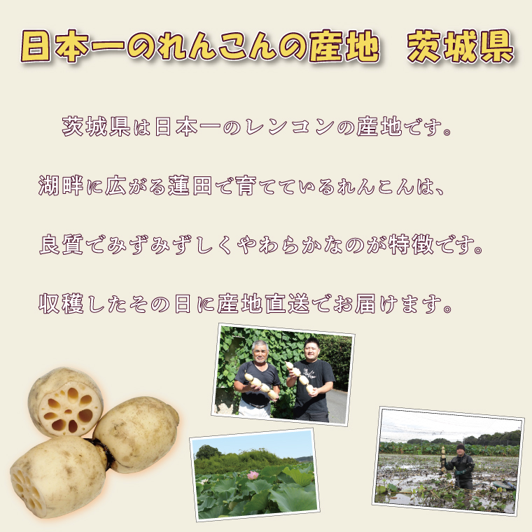 行方市産れんこん 約4kg｜蓮根 れんこん レンコン 野菜 行方市産 茨城県 行方市(DV-5)