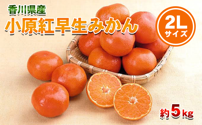【香川県東かがわ市】小原紅早生みかん 2Lサイズ 5kg 香川県産 早生みかん みかん ミカン 蜜柑 フルーツ 果物 くだもの 旬のフルーツ 旬の果物 柑橘 柑橘類 大玉 香川 香川県 東かがわ市