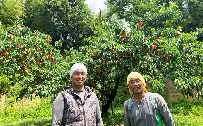 桃 2026年 先行予約 井頭 白桃 4～6玉入り 1.5kg規格箱 もも モモ 岡山県産 国産 フルーツ 果物 ギフト 井頭栄果園 