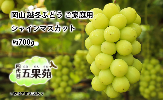 【岡山県瀬戸内市】越冬 ぶどう ご家庭用 シャイン マスカット 約700g   岡山県産 四代目 五果苑 果物 フルーツ デザート 樹上 完熟 平均糖度20度 減農薬 種なし 皮ごと