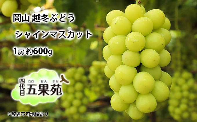 yR˓szz~ Ԃǂ VC }XJbg 1[ 600g RY l ܉ʉ ʕ t[c fU[g  n ϓx20x _ Ȃ 炲