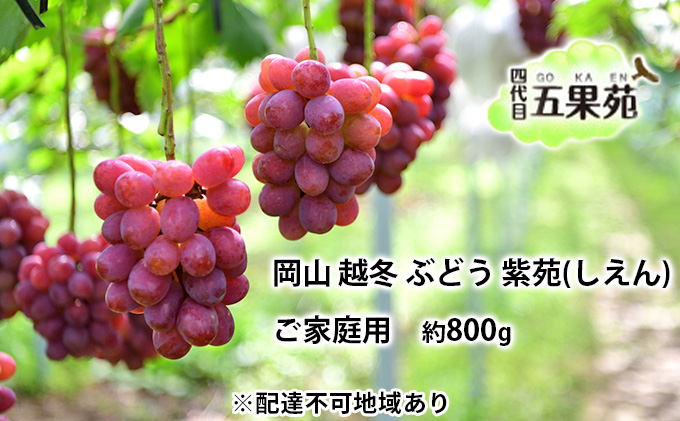 越冬 ぶどう ご家庭用 紫苑 （しえん）約1.2kg   岡山県産 四代目 五果苑 果物 フルーツ デザート 樹上完熟 平均糖度20度 減農薬 種なし 果汁たっぶり 