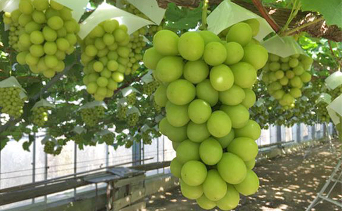 越冬 ぶどう シャイン マスカット 1房 約600g 岡山県産 四代目 五果苑 果物 フルーツ デザート 樹上 完熟 平均糖度20度 減農薬 種なし 皮ごと 