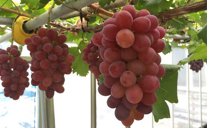 越冬 ぶどう ご家庭用 紫苑 （しえん）約1.2kg   岡山県産 四代目 五果苑 果物 フルーツ デザート 樹上完熟 平均糖度20度 減農薬 種なし 果汁たっぶり 