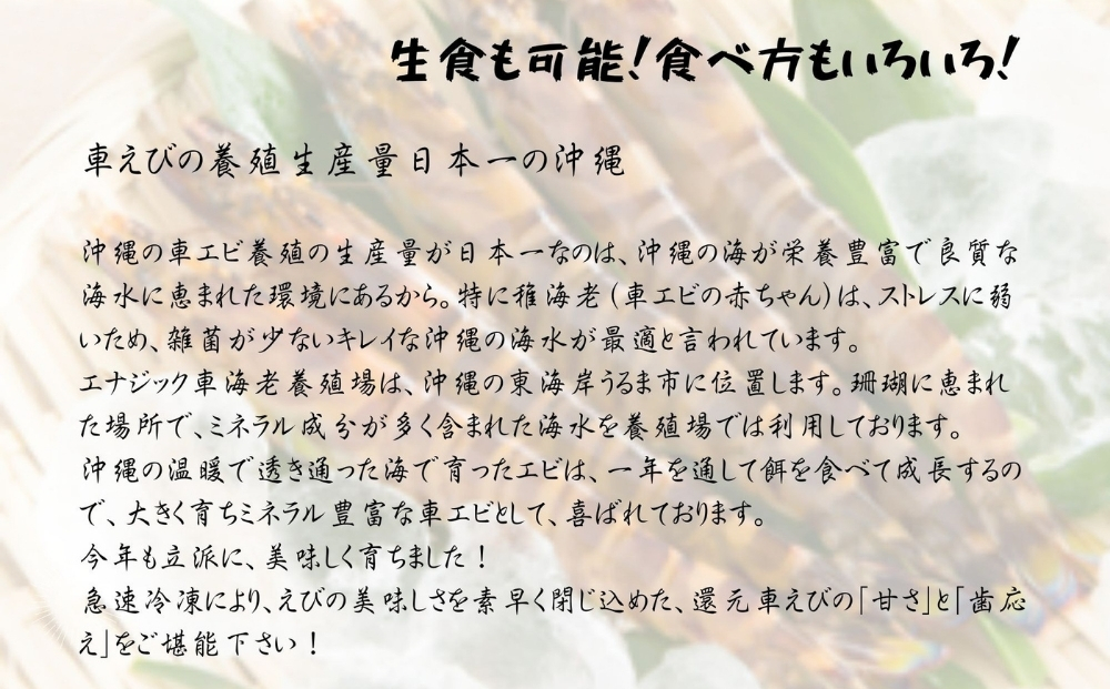 活〆還元車えび（急速冷凍・1Kg）【エナジック車海老養殖場】