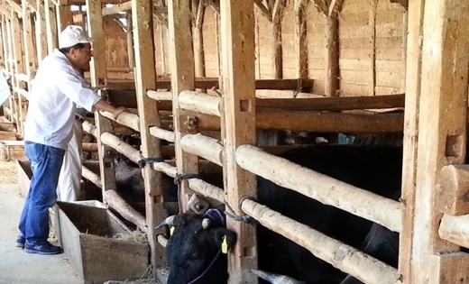 【総本家　肉のあさの】近江牛肩ロースすき焼き用 500ｇ(250ｇ×2)【AE16W】