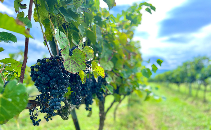 赤ワイン 京都産 天橋立ワイナリー 飲み比べ 720ml×3本セット（ 2021茜 辛口 、海の京都赤 辛口 、2021ドゥルージュシャルマン やや甘口 ）