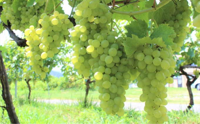 赤ワイン ・ 白ワイン 京都産 天橋立ワイナリー 飲み比べ 720ml×2本セットA（ 海の京都赤 辛口 、2021ナイヤガラ ズースレゼルヴ やや甘口 ）