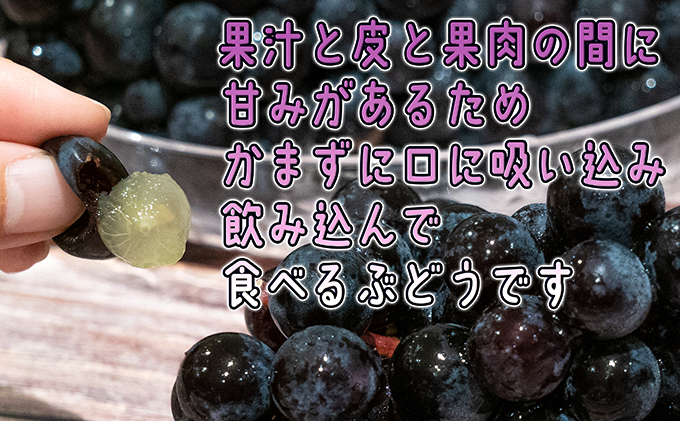 【ファンからのリクエストにより掲載再開】1～2月 津軽ぶどう村 秀品 スチューベン ぶどう 約 3kg  訳あり 家庭用 【 青森ぶどう 青森県鶴田町産 11月 12月 果物 フルーツ ポリフェノール 甘い 高糖度 美味しい 