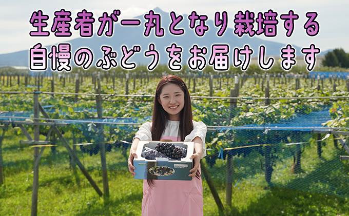 【ファンからのリクエストにより掲載再開】1～2月 津軽ぶどう村 秀品 スチューベン ぶどう 約 3kg  訳あり 家庭用 【 青森ぶどう 青森県鶴田町産 11月 12月 果物 フルーツ ポリフェノール 甘い 高糖度 美味しい 