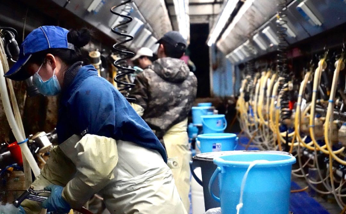 【6カ月定期便】中谷牧場 ドリンクヨーグルト 900ml×4本 ジャージー牛 A2ミルク やさしい 国産 オホーツク北海道 乳飲料 乳製品 飲み物 朝食 発酵食品 発酵飲料 飲むヨーグルト 