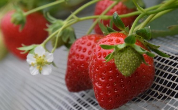 いちご あまおう 18粒～30粒 旬のあまおう ★ Cafe 楓 ★ イチゴ 苺 果物 フルーツ 配送不可：北海道・東北・沖縄・離島 