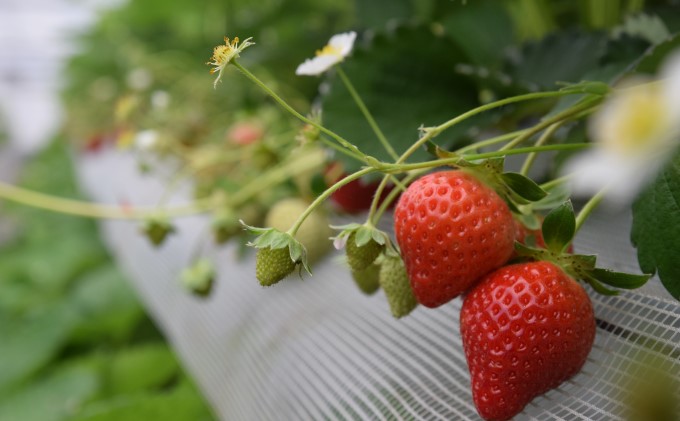 いちご あまおう 18粒～30粒 旬のあまおう ★ Cafe 楓 ★ イチゴ 苺 果物 フルーツ 配送不可：北海道・東北・沖縄・離島 
