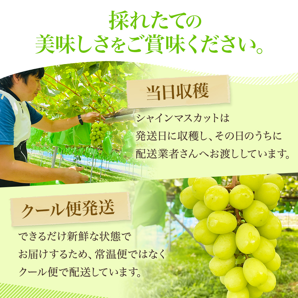 先行予約 甘く食べやすい シャインマスカット 2房（1房 600～700g）＜出荷時期：2025年9月下旬～10月上旬ごろ＞数量限定 期間限定 果物 フルーツ ぶどう ブドウ マスカット