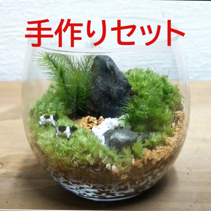 コケテラリウム手作りセット（径8ｃｍ×高さ8cm）〈コケ 苔 こけ 植物 初心者 インテリア 手作り セット キッド 雑貨 日用品〉 作りやすい 景色作り 美しい 