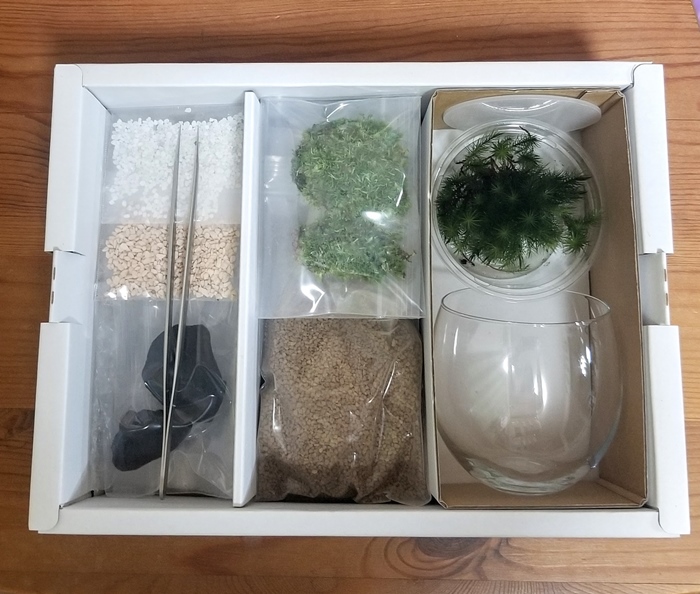 コケテラリウム手作りセット（径8ｃｍ×高さ8cm）〈コケ 苔 こけ 植物 初心者 インテリア 手作り セット キッド 雑貨 日用品〉 作りやすい 景色作り 美しい 
