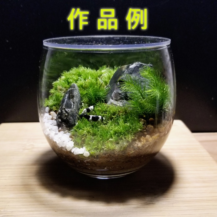 コケテラリウム手作りセット（径8ｃｍ×高さ8cm）〈コケ 苔 こけ 植物 初心者 インテリア 手作り セット キッド 雑貨 日用品〉 作りやすい 景色作り 美しい 