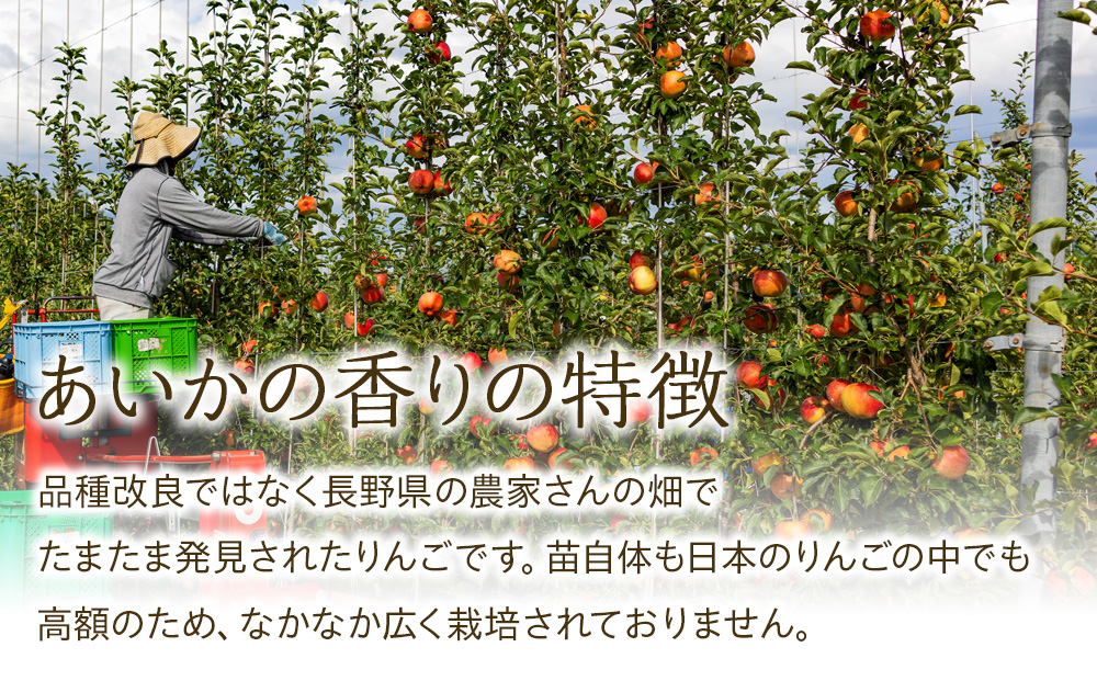 長野県箕輪町のふるさと納税 訳あり りんご あいかの香り 約5kg セット 2025年 令和7年度発送分 リンゴ 林檎 長野 フルーツ 果物 信州産 長野県産 特産 産地直送 家庭用 おすすめ
