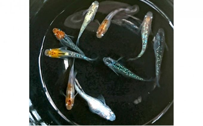 選べる３コース（24匹または30匹）改良メダカ 生き物 めだか 死着保証 