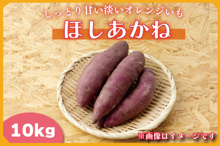 【2025年11月より順次発送】2025年度産 しっとり甘い淡いオレンジいも ほしあかね 約10kg｜さつまいも 芋 お芋 ほしあかね 渋谷農園 先行予約 茨城県 行方市(BZ-37)