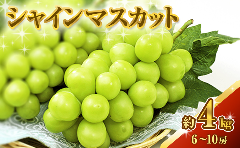 yRszVC}XJbg 4kg Ԃǂ  t[c R sY 2026N s\ ʕ Fȍ Ȃ 炲