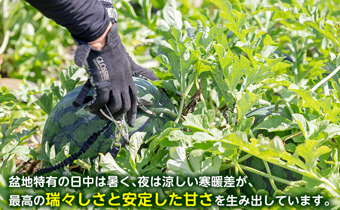 2025夏発送】富良野産 大玉 スイカ 2L（7kg～）1玉【夏大地