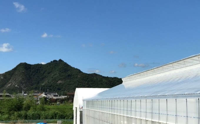 かぐや農園 いちご狩り 利用券 大人4枚《2025年12月10日～2026年5月31日ご利用可能》 体験チケット いちご狩り券 高設栽培 いちご食べ放題 フルーツ狩り お出かけ 