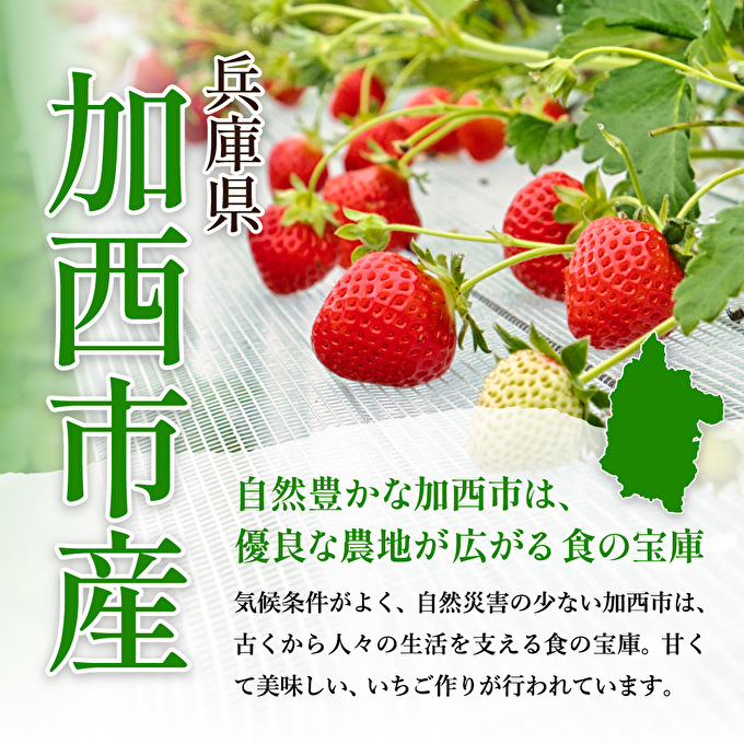 【令和8年産】 かぐや農園の極甘 いちご 特大粒 12粒 果物 フルーツ 果実 高設栽培方式 紅ほっぺ かおり野 ロマンベリー お楽しみ 
