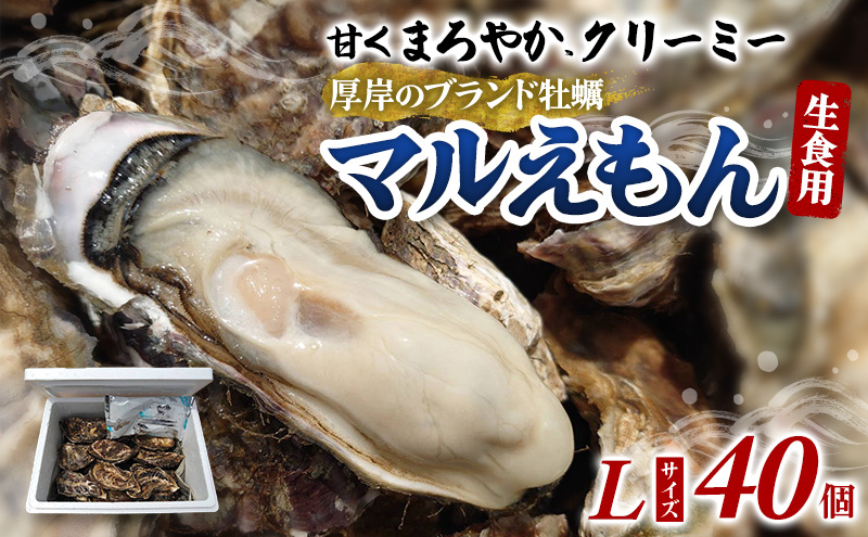 牡蠣 厚岸のブランド牡蠣 マルえもん Lサイズ 40個 生食用 魚貝類 海鮮 海のミルク 国産 生食用殻付き牡蠣 まろやか クリーミー 食べやすい品種 海の香り 牡蠣の酒蒸し 焼き牡蠣 マルえもん