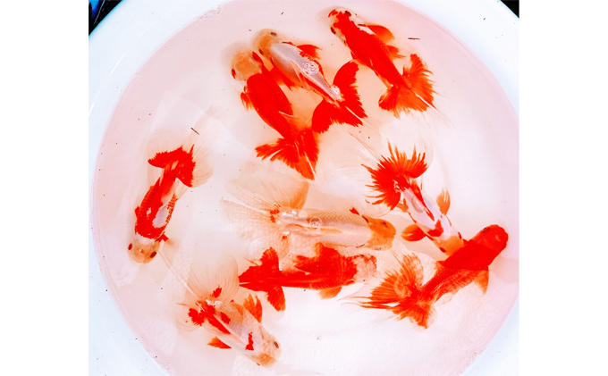 金魚「日本オランダ獅子頭 」D 生き物 鑑賞 