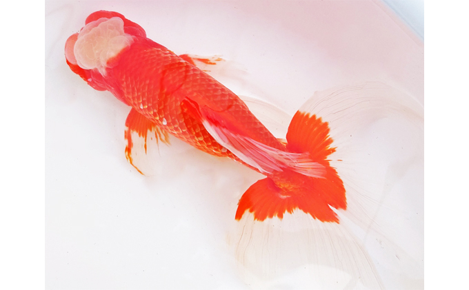 金魚「日本オランダ獅子頭 」E 生き物 鑑賞 