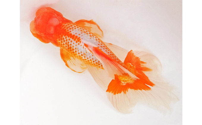 金魚「日本オランダ獅子頭 」E 生き物 鑑賞 