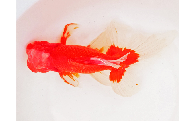 金魚「日本オランダ獅子頭 」E 生き物 鑑賞 