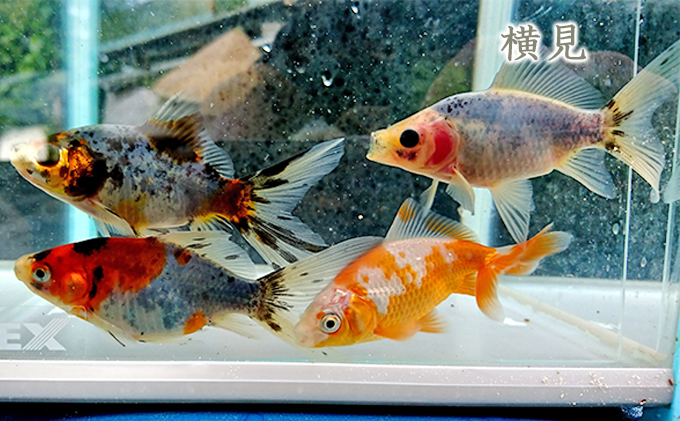希少種！長物4種5匹セット 生き物 