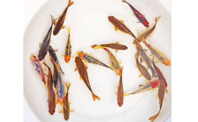 希少種！長物4種5匹セット 生き物 