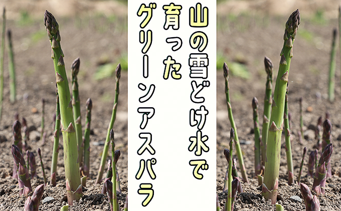 北海道赤平市のふるさと納税 アスパラ 北海道 朝採り 春グリーンアスパラ 約1kg［ほりぐち農園］ ※2026年4月中旬出荷開始先行予約 野菜 アスパラガス グリーンアスパラ 旬 とれたて お取り寄せ 産地直送 生産者直送