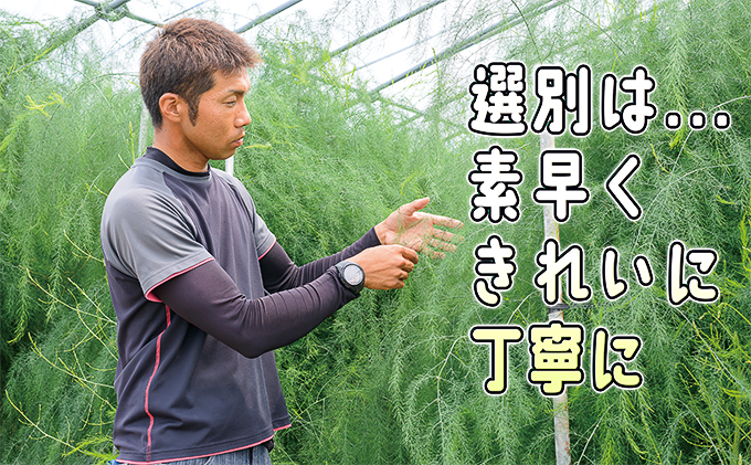 北海道赤平市のふるさと納税 アスパラ 北海道 約1.5kg！朝採り 露地限定グリーンアスパラ（M・Sサイズ混合）［ほりぐち農園］※2026年5月中旬出荷開始先行予約  野菜 アスパラガス 旬 とれたて お取り寄せ 産地直送