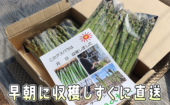 北海道赤平市のふるさと納税 アスパラ 北海道 約1.5kg！朝採り 露地限定グリーンアスパラ（M・Sサイズ混合）［ほりぐち農園］※2026年5月中旬出荷開始先行予約  野菜 アスパラガス 旬 とれたて お取り寄せ 産地直送