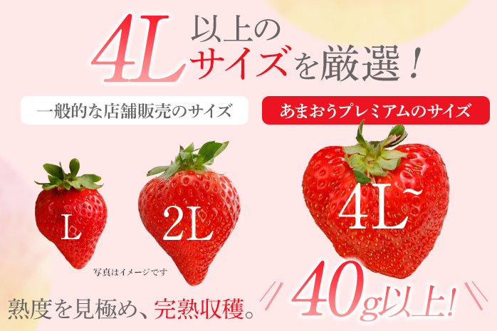 福岡県大木町のふるさと納税 ＜2026年1月～2月頃発送予定＞あまおうプレミアム BD02